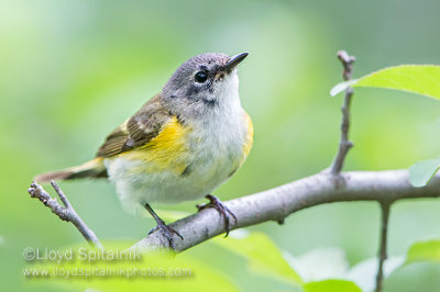 American Redstart  (1st spring male)