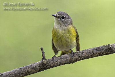 American Redstart (female)