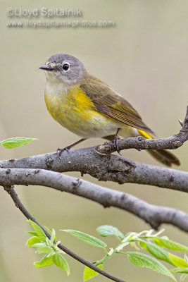 American Redstart (female)