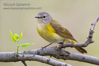 American Redstart (female)