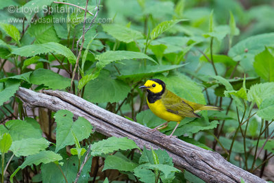 Hooded Warbler (male)