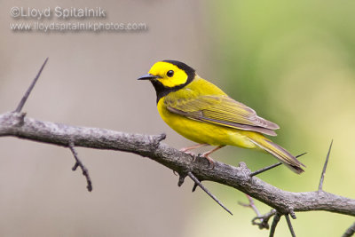 Hooded Warbler (male)