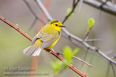 Hooded Warbler (female)