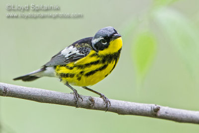 Magnolia Warbler (male)