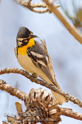 Yellow-throated Warbler 