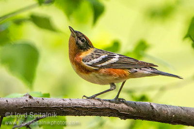 Bay-breasted Warbler