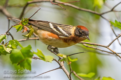 Bay-breasted Warbler