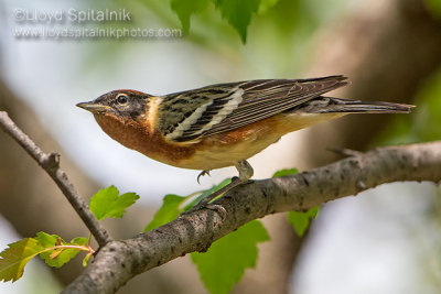 Bay-breasted Warbler