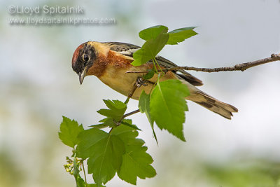 Bay-breasted Warbler