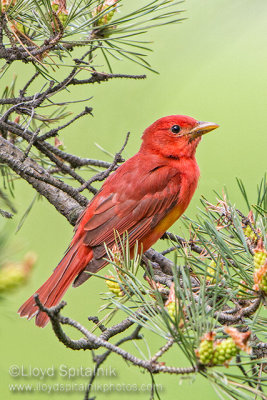 Summer Tanager