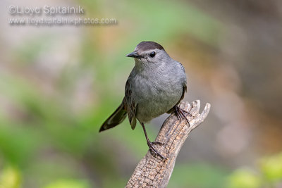 Gray Catbird