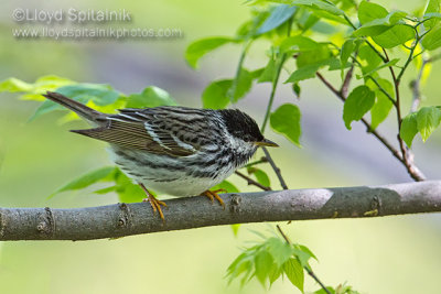 Blackpoll Warbler