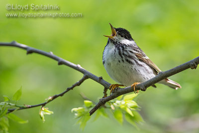 Blackpoll Warbler