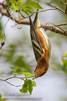 Bay-breasted Warbler