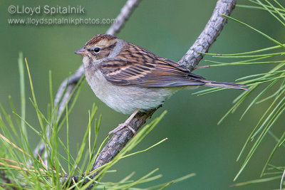 Chipping Sparrow