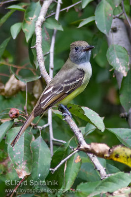 Great-crested  Flycatcher
