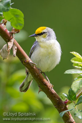 Brewster's Warbler 