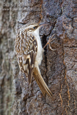 Brown Creeper