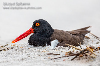 American Oystercatcher 
