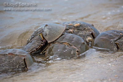 Horseshoe Crab