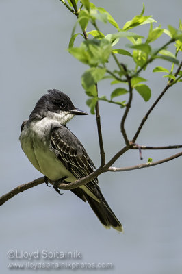 Eastern Kingbird