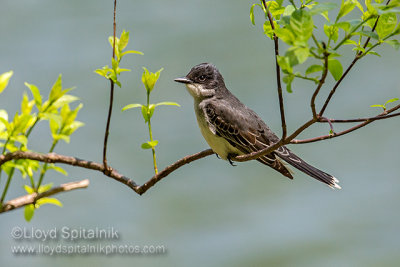 Eastern Kingbird