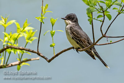 Eastern Kingbird