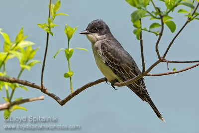 Eastern Kingbird