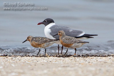 Laughing Gull & Red Knot