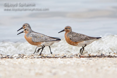 Red Knot