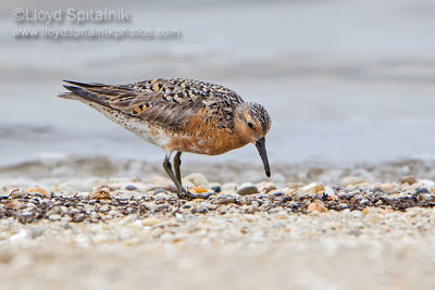 Red Knot