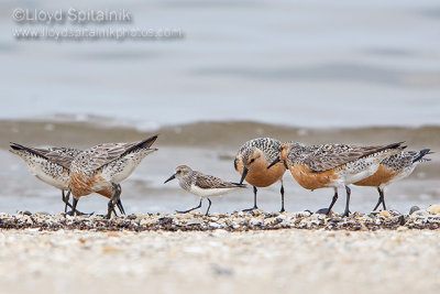 Red Knot