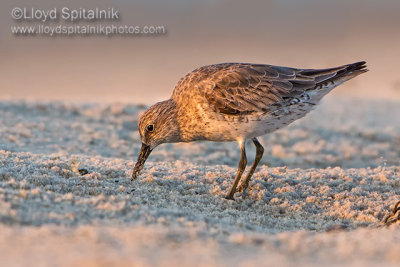 Red Knot