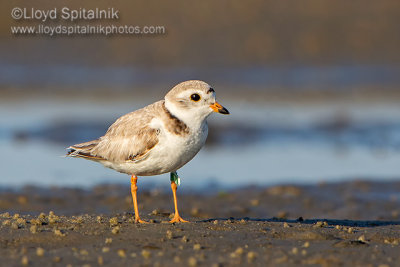 Piping Plover