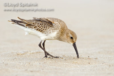 Dunlin