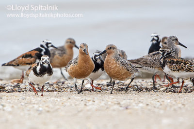 Red Knot & Ruddy Turnstone