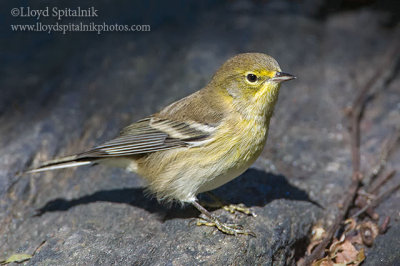 Pine Warbler