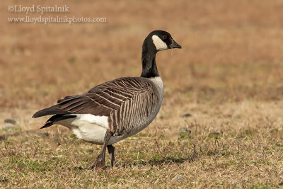 Cackling Goose