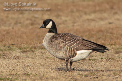 Cackling Goose