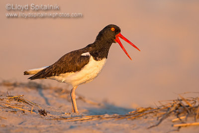 American Oystercatcher 
