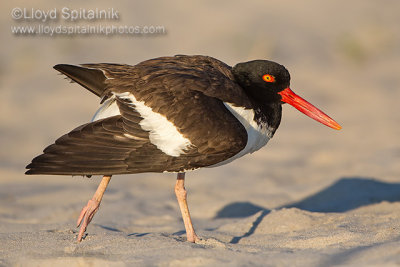 American Oystercatcher 