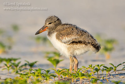 American Oystercatcher 