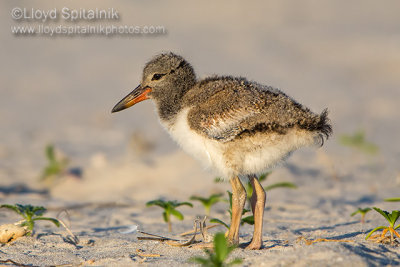 American Oystercatcher 