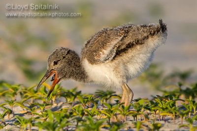 American Oystercatcher 