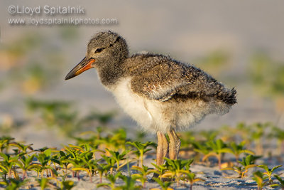 American Oystercatcher 