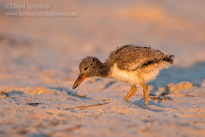 American Oystercatcher 