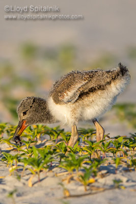 American Oystercatcher 