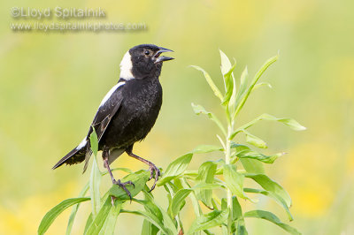 Bobolink