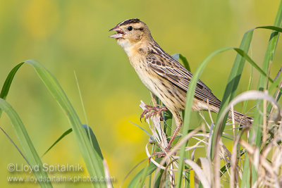 Bobolink