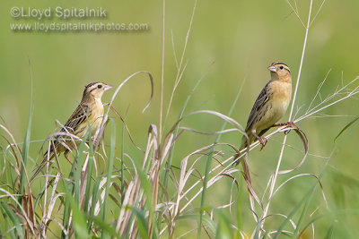 Bobolink (female)